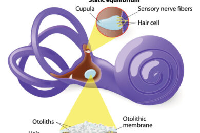 Balance & Vestibular Rehabilitation